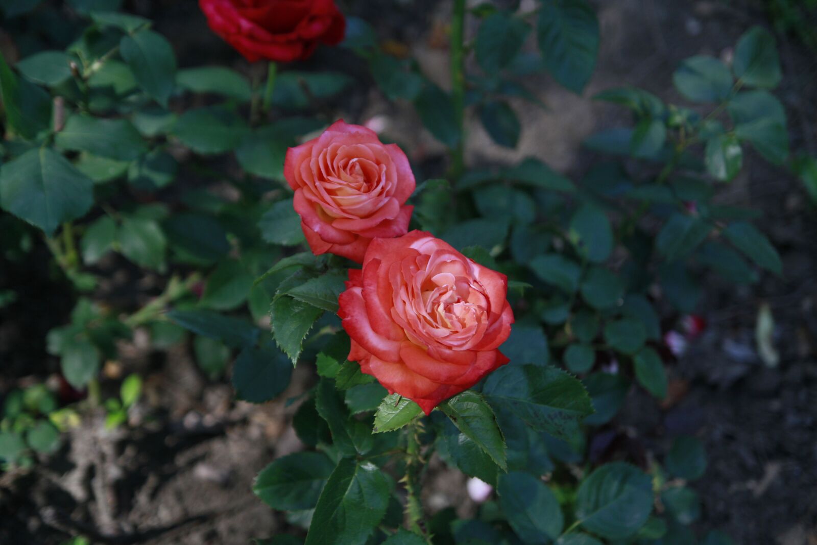 Canon EOS 7D sample photo. Rose, flower, love photography