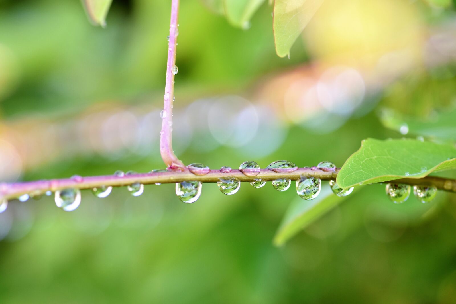 Nikon D5500 sample photo. Raindrop, nature, green photography