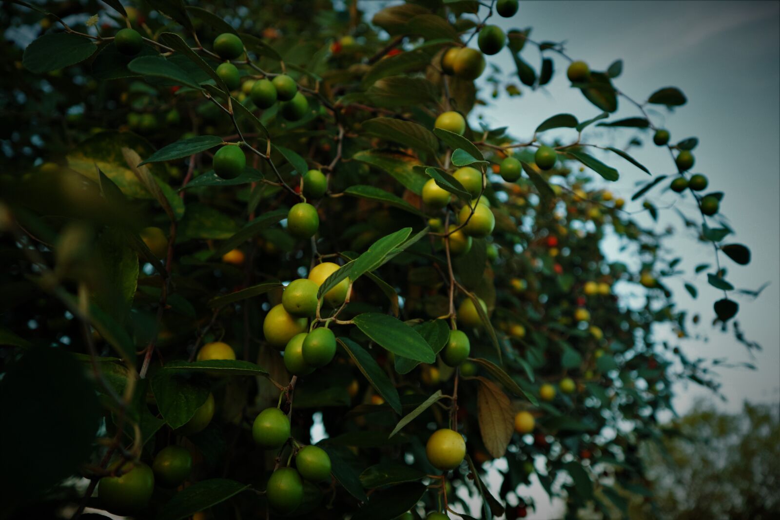 Canon EF-M 15-45mm F3.5-6.3 IS STM sample photo. Green, flora, nature photography