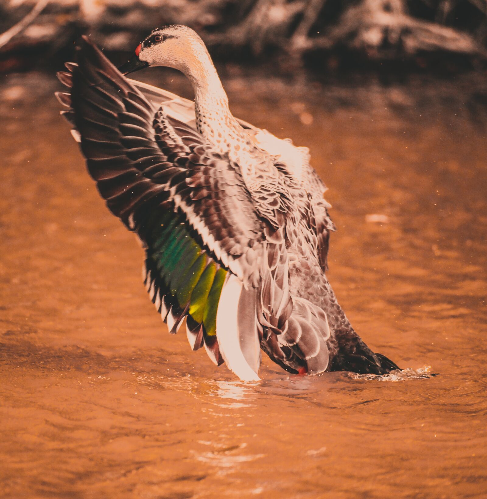 Canon EOS 700D (EOS Rebel T5i / EOS Kiss X7i) sample photo. Swan, flex wings, wings photography
