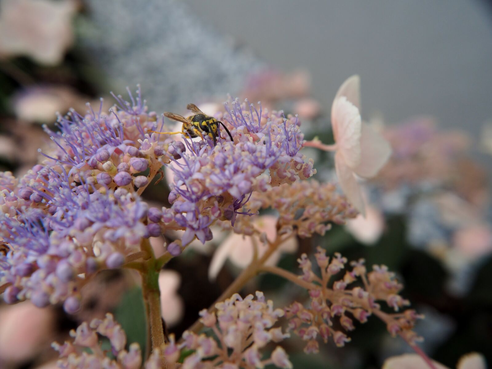 Olympus OM-D E-M10 sample photo. Blossom, bloom, purple photography