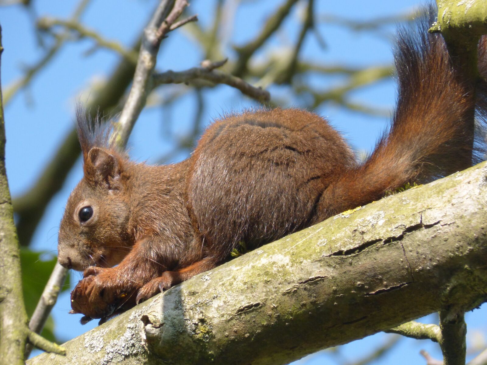 Panasonic DMC-FZ62 sample photo. Squirrel, walnut, animal photography