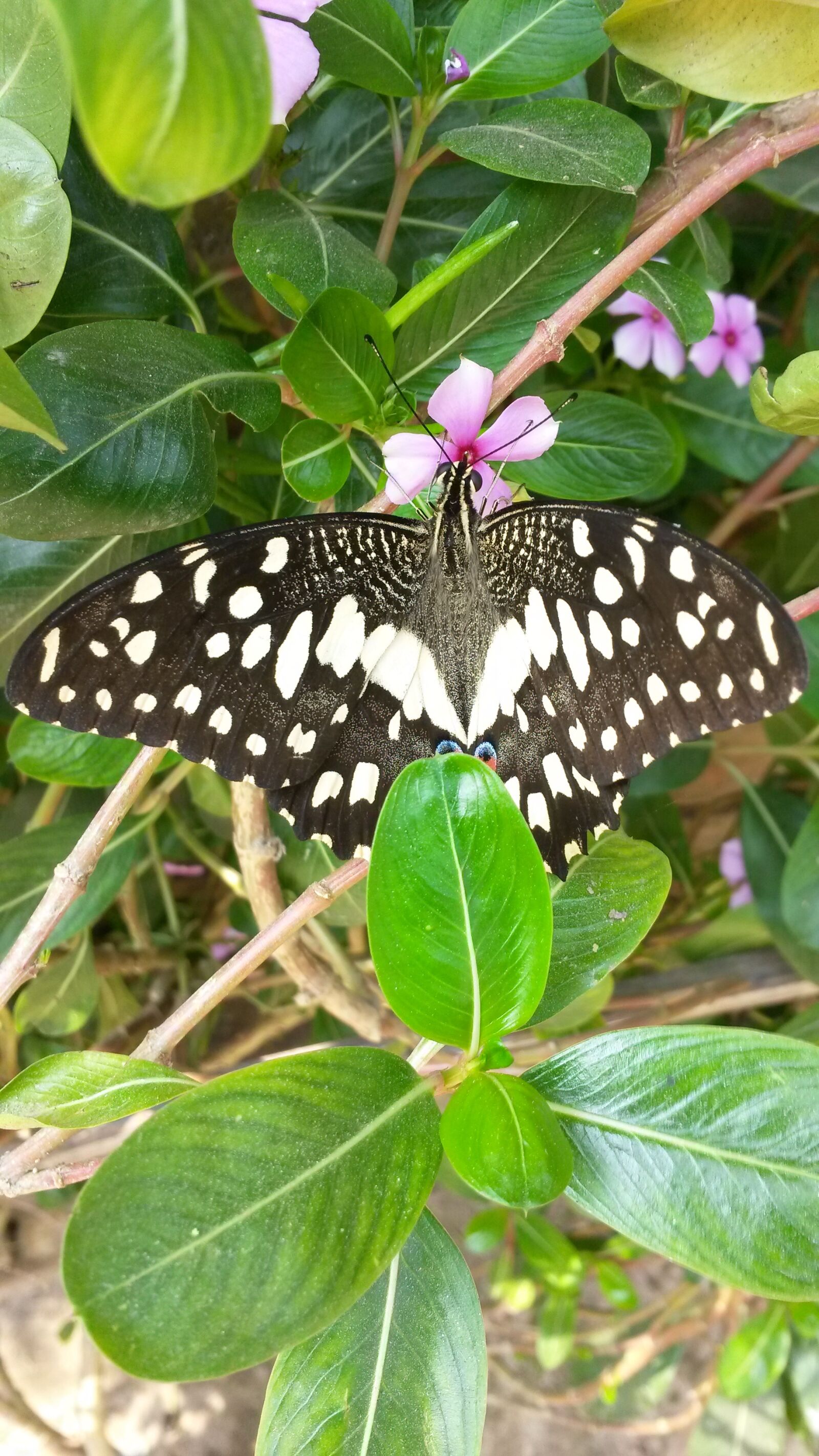 Samsung Galaxy S4 Mini sample photo. Butterfly photography