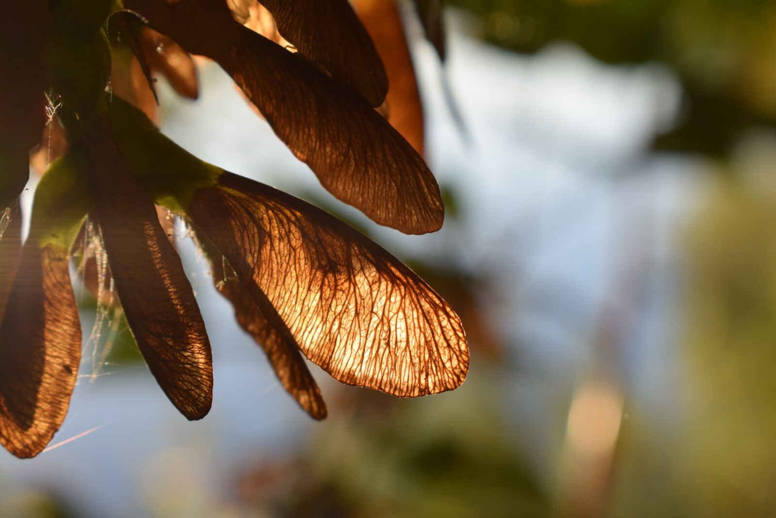 Nikon D5300 sample photo. Seeds, tree, forest photography