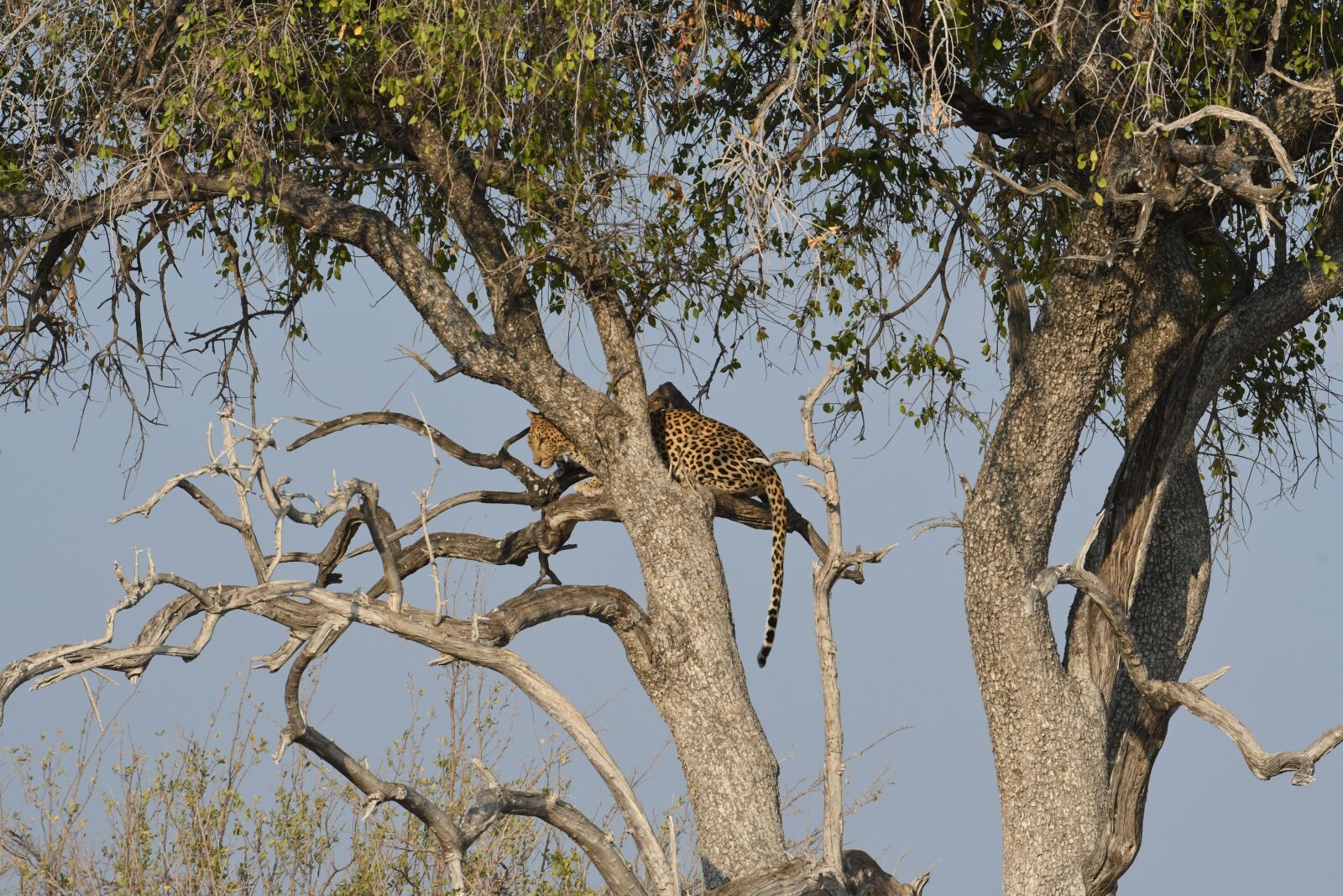 Nikon D500 sample photo. Animals, leopard, namibia photography