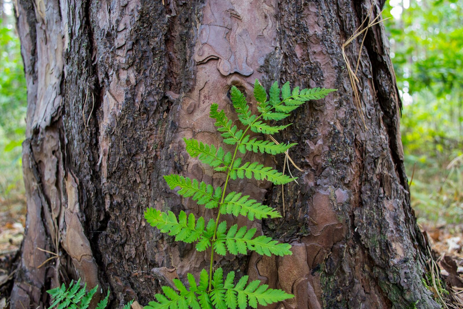 Nikon D3100 sample photo. Tribe, bark, leaf photography