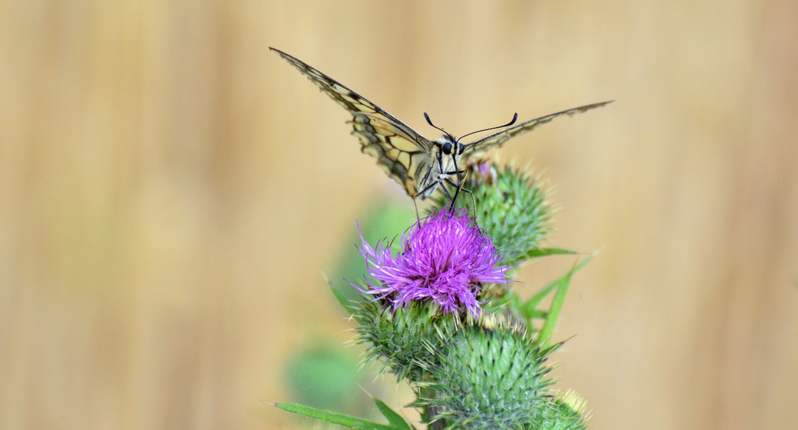 Nikon D5200 sample photo. Butterfly, dovetail, insect photography