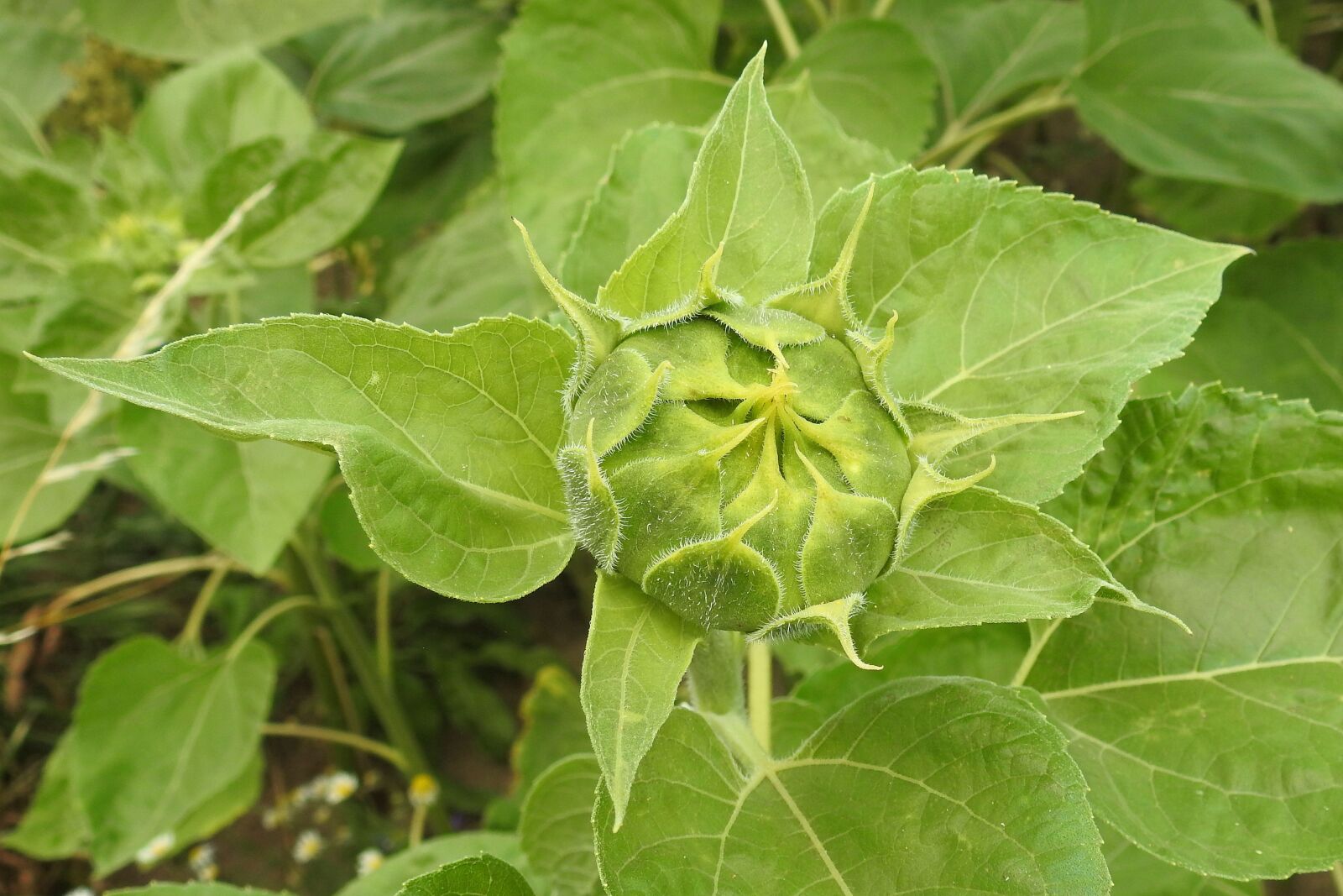 Nikon Coolpix P900 sample photo. Sunflower, bud, green photography