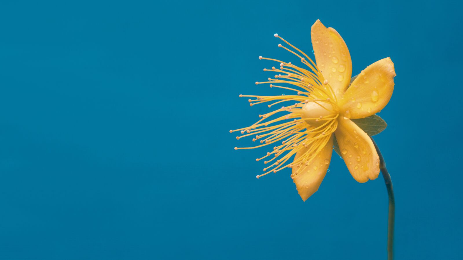 Sony SLT-A58 sample photo. Flower, yellow, macro photography