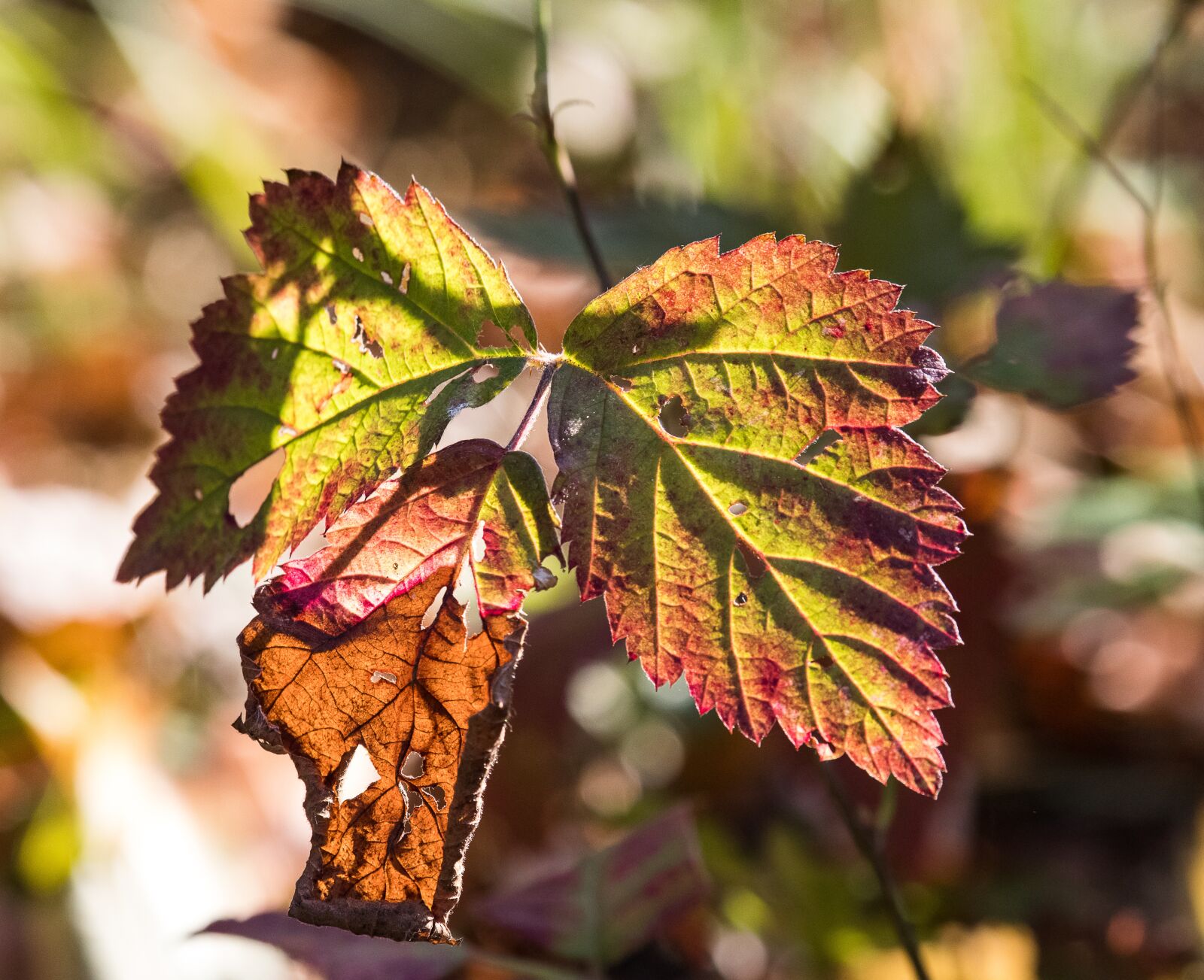 Canon EF-S 55-250mm F4-5.6 IS STM sample photo. Autumn, autumn leaf, colorful photography