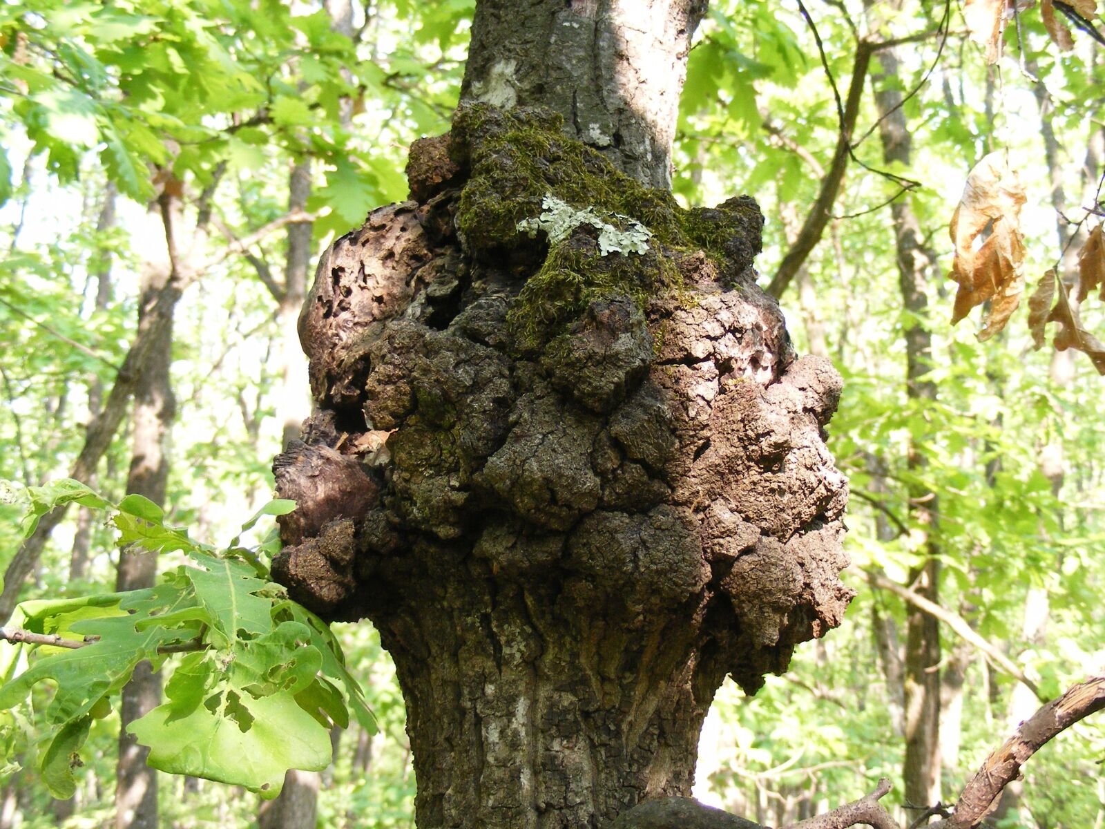 Fujifilm FinePix S5700 S700 sample photo. Tree, knot, natural photography