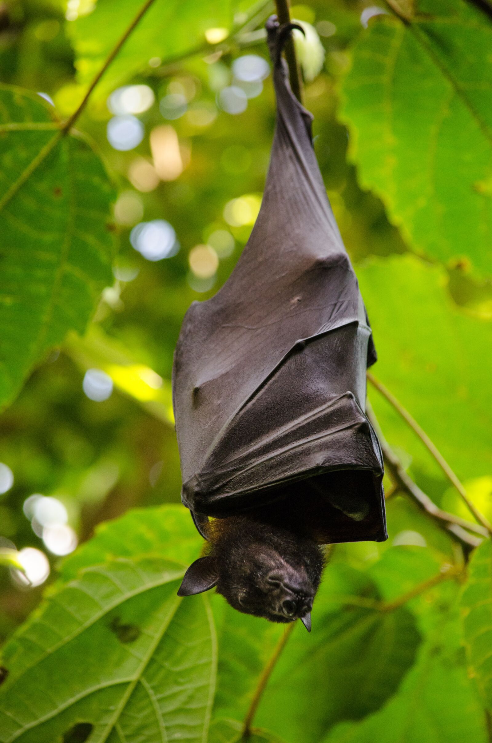 Nikon D5100 sample photo. Flying dog, batman, bat photography