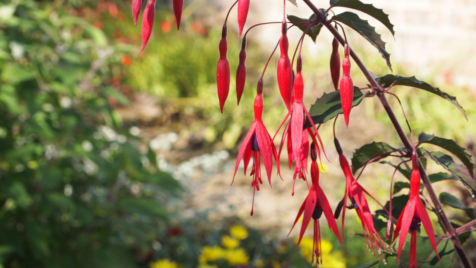 Olympus PEN E-PL1 sample photo. Flower, red, red flower photography