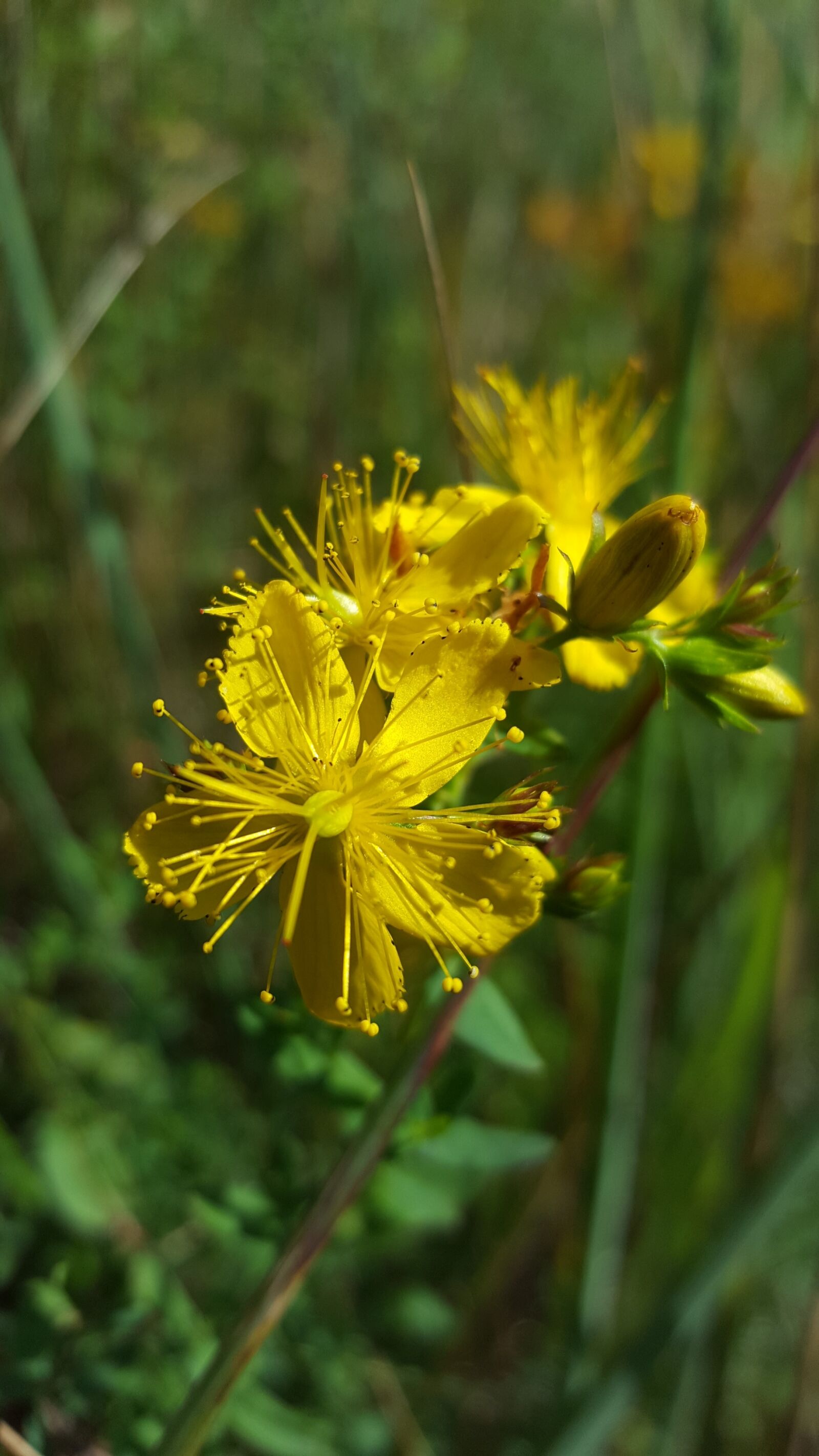 Samsung Galaxy S6 sample photo. St john's wort, hypercium photography
