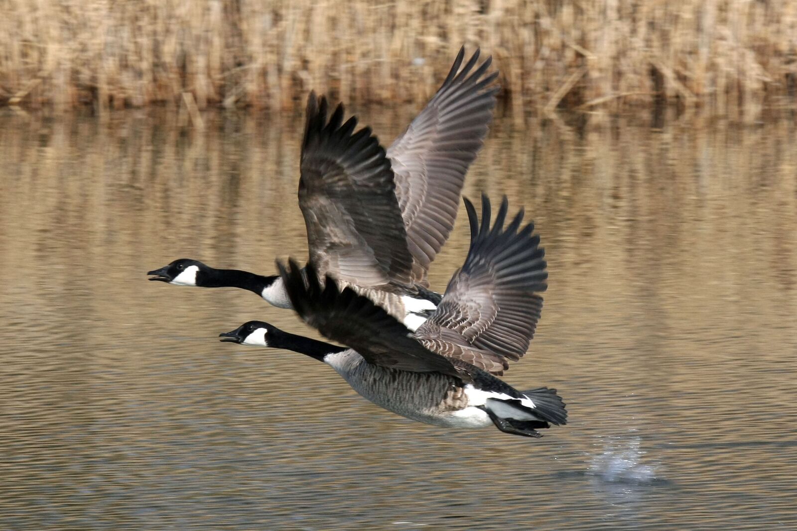 Canon EOS 40D sample photo. Bird, goose, waters photography