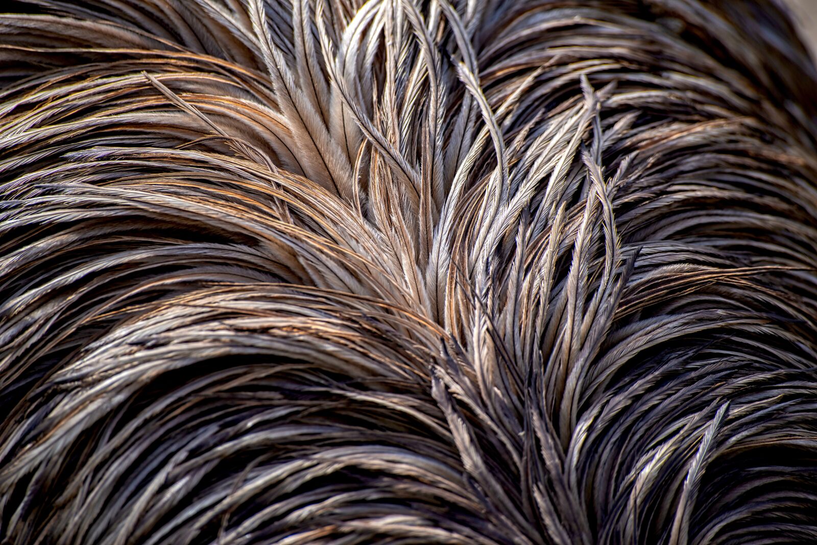 Pentax K-1 Mark II + Sigma sample photo. Plumage, feather, emu photography