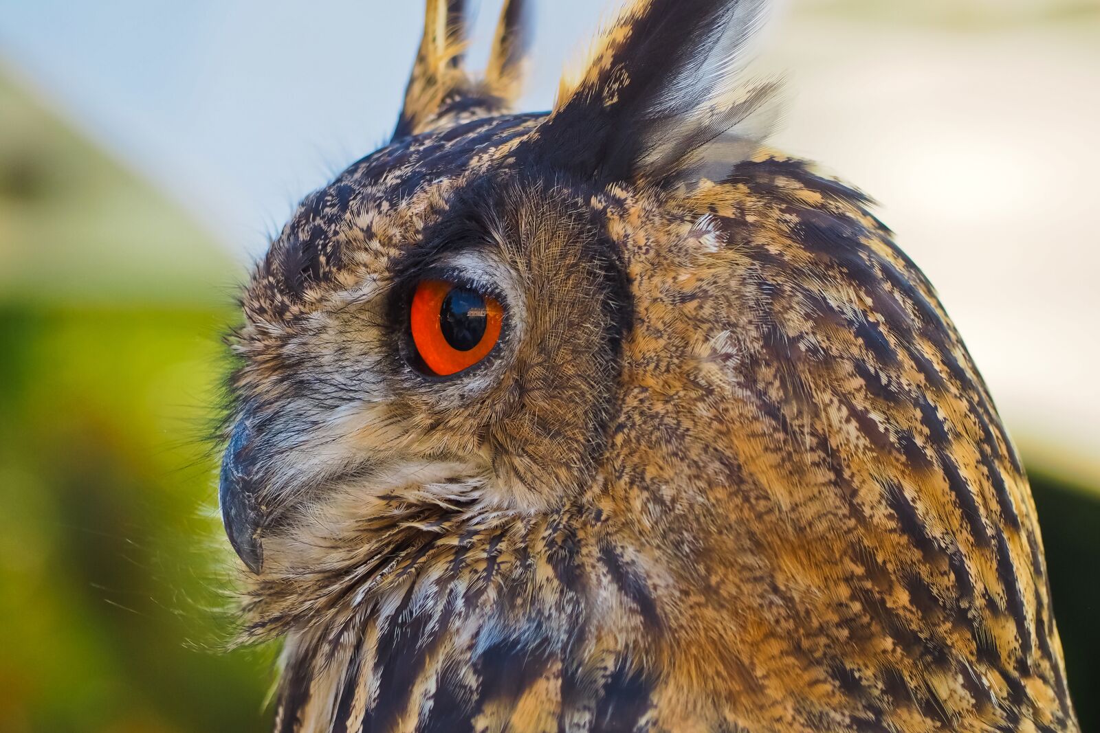 Olympus OM-D E-M10 sample photo. Owl, bird, feather photography