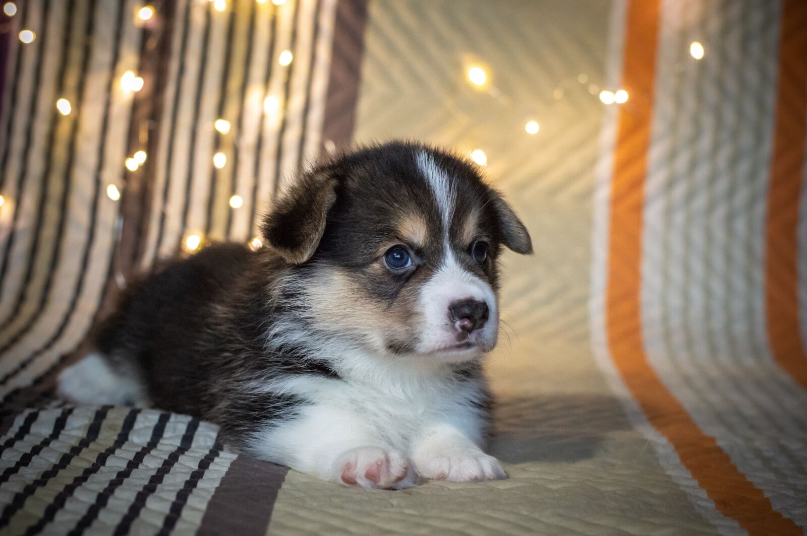 Nikon D3200 sample photo. Puppy, cute, dog photography