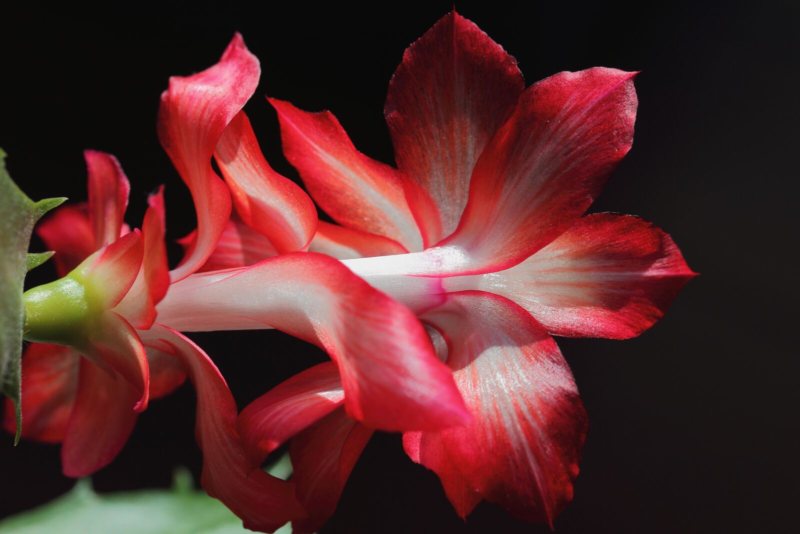 Canon EOS 60D + Canon EF-S 60mm F2.8 Macro USM sample photo. Bang, cactus, flower photography