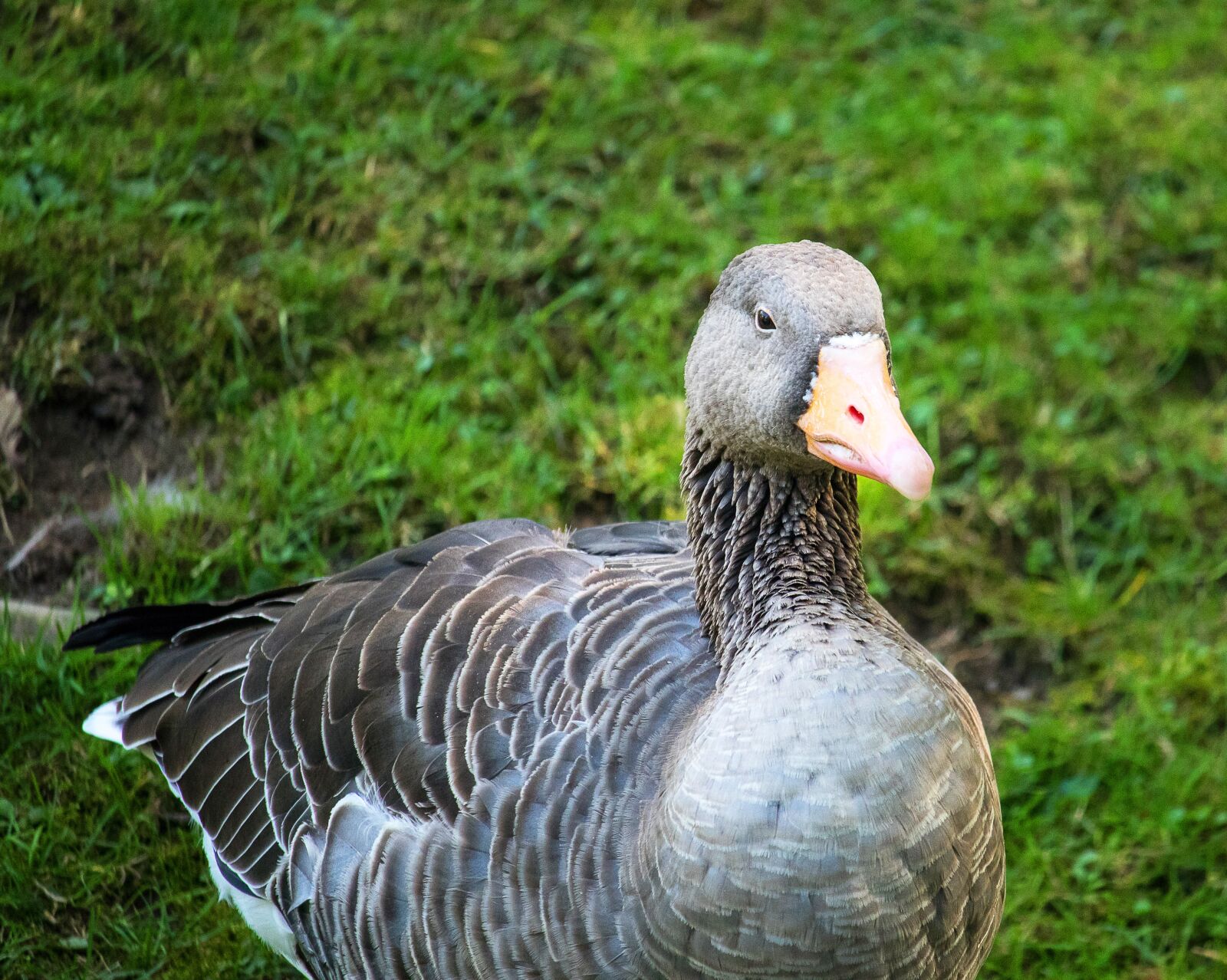 Canon EF-S 55-250mm F4-5.6 IS STM sample photo. Wild goose, greylag goose photography