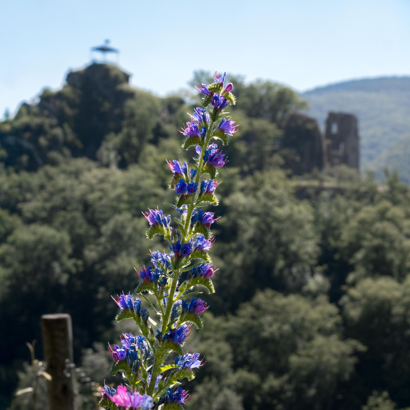 Samsung NX300M sample photo. Natter head, pointed flower photography