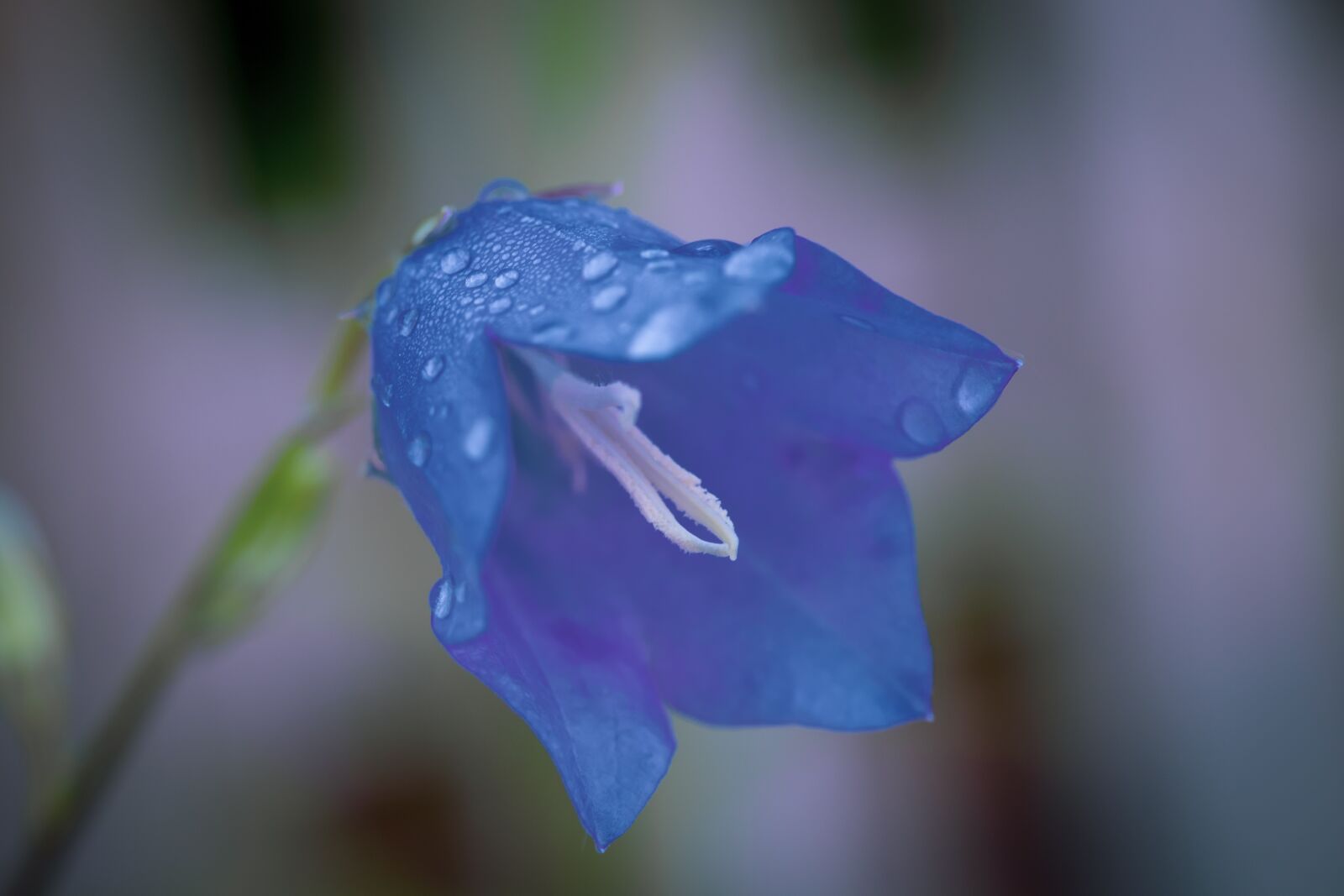 Canon EF-S 60mm F2.8 Macro USM sample photo. Flower, blue, blossom photography