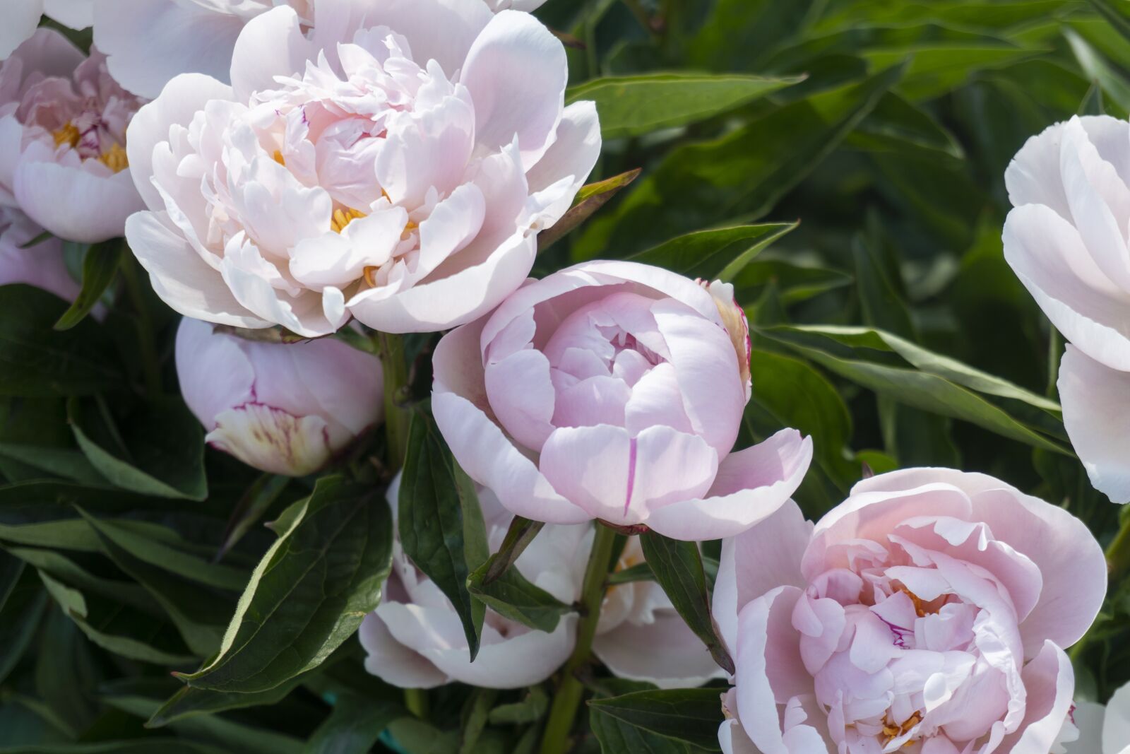 Sony a6300 sample photo. Flower, pink, nature photography