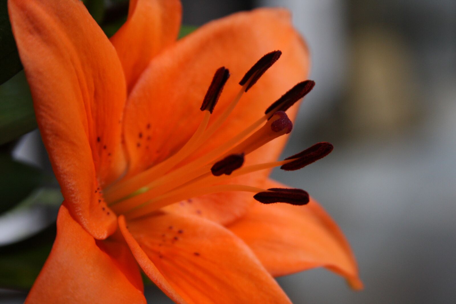 Canon EOS 40D sample photo. Orange lily, flower, blooming photography
