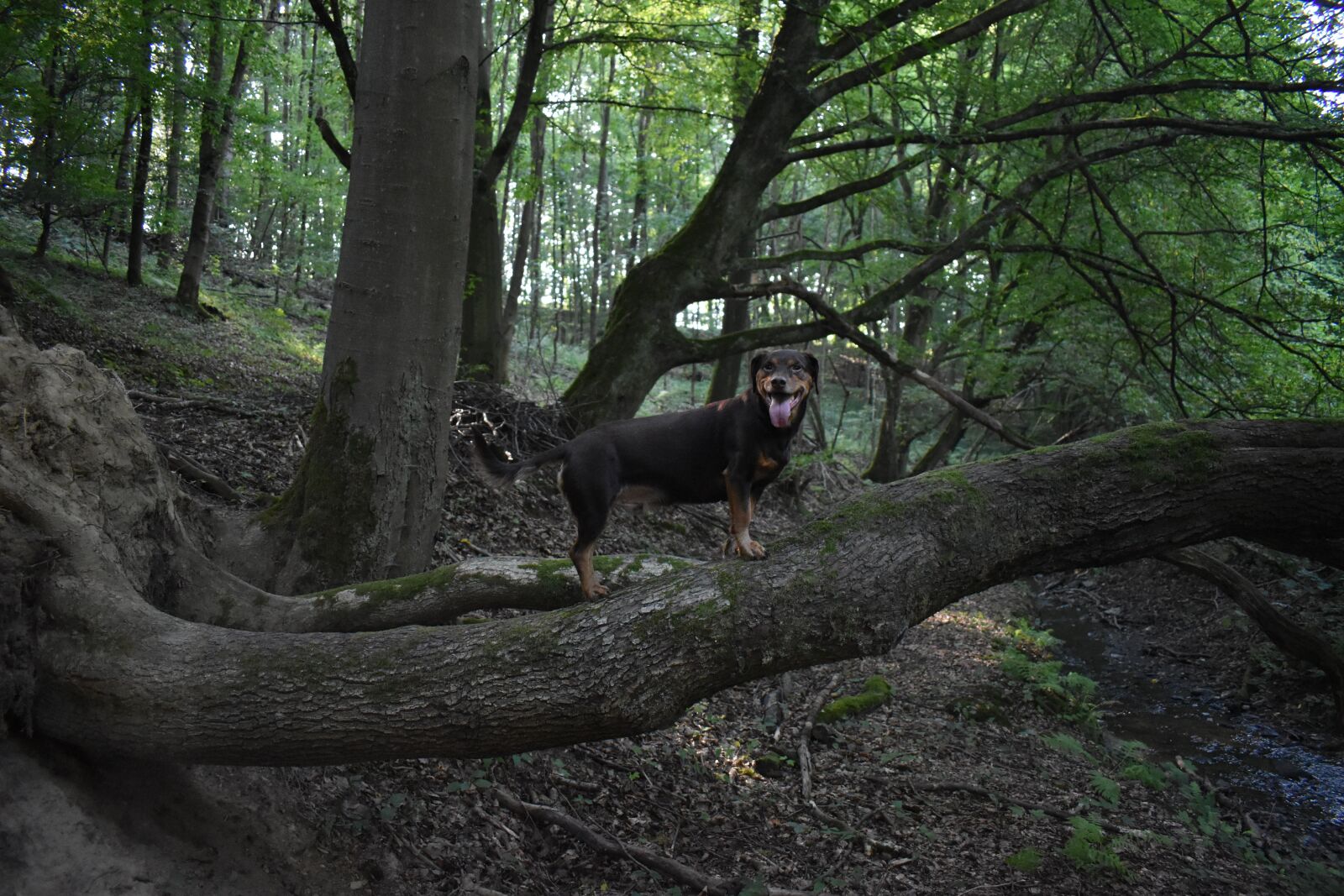 Nikon D3500 sample photo. Happy, cheerful, dog photography