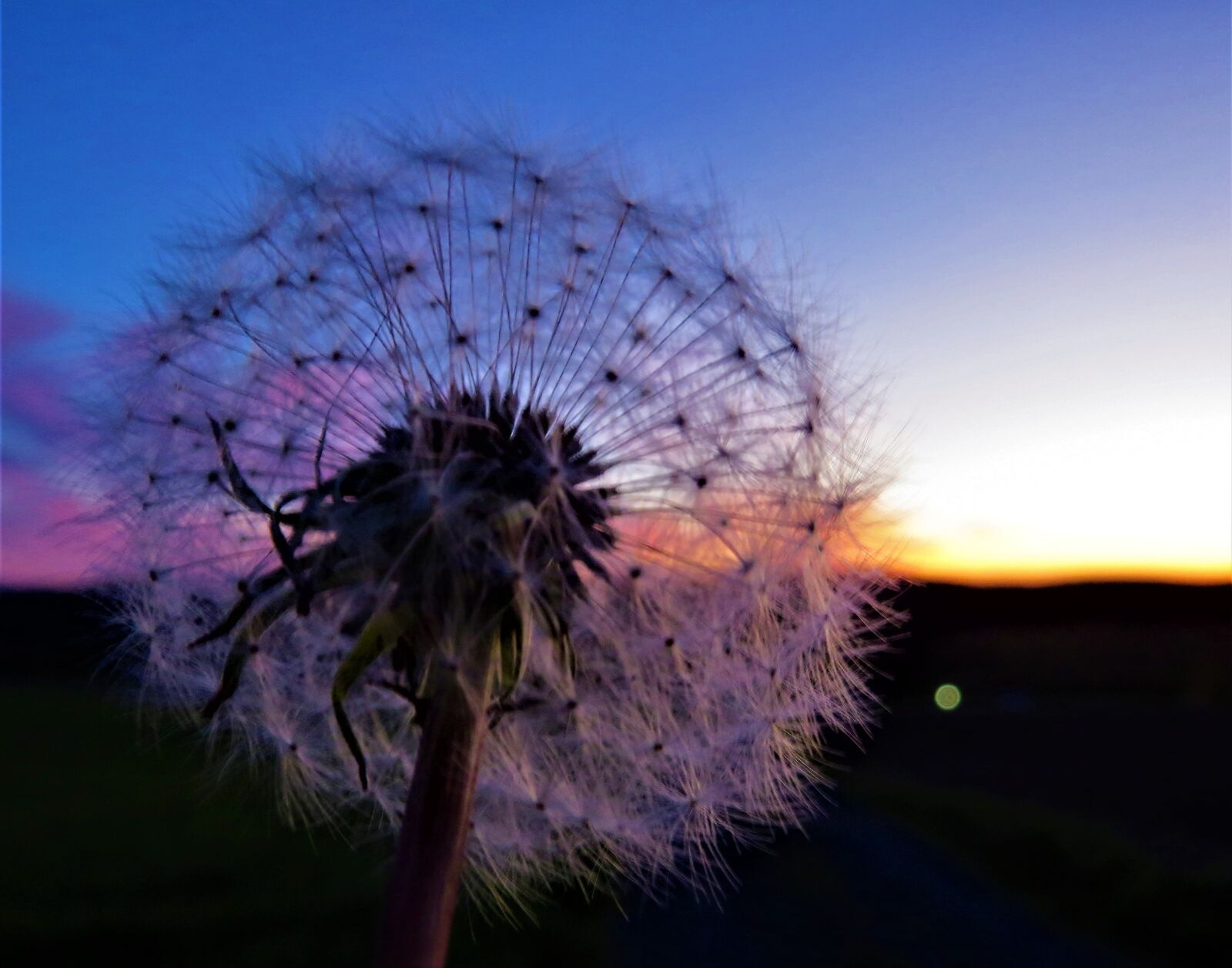 Canon PowerShot SX50 HS sample photo. Flower, sunset, dandelion photography