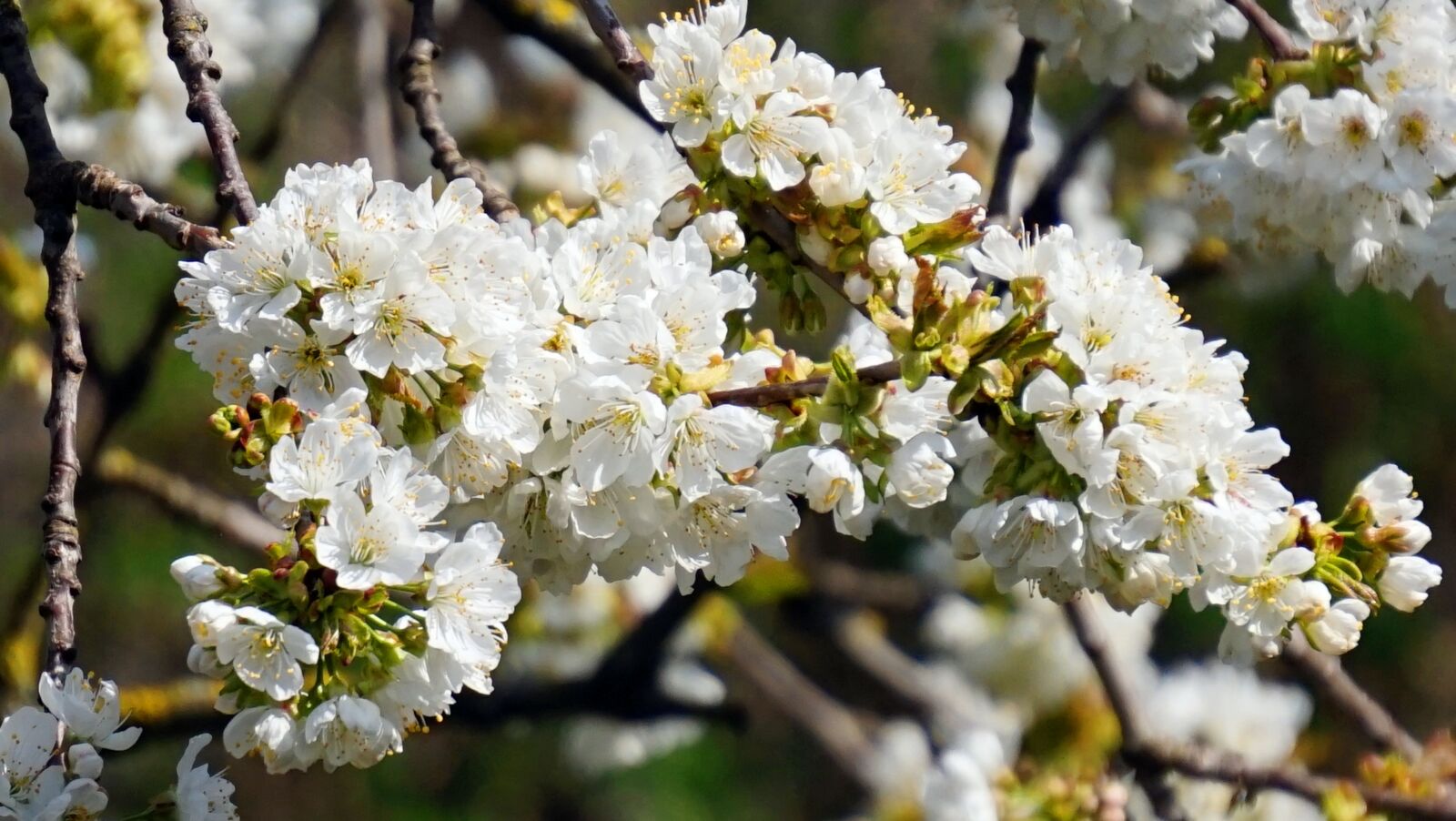 Sony Alpha a5000 (ILCE 5000) + Sony E 55-210mm F4.5-6.3 OSS sample photo. Cherry tree, blossom, bloom photography