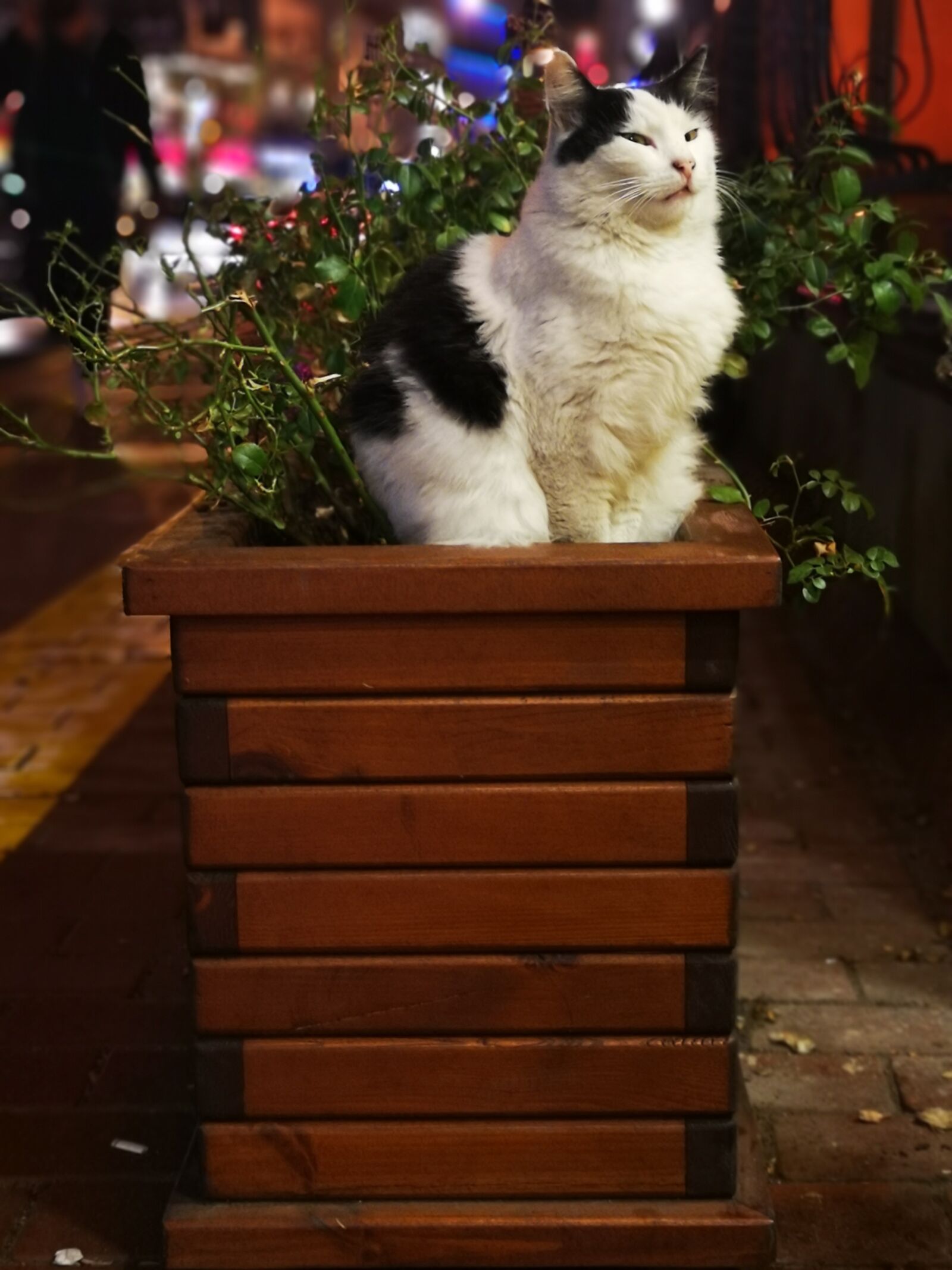 HUAWEI CLT-L09 sample photo. Cat, night, cute photography