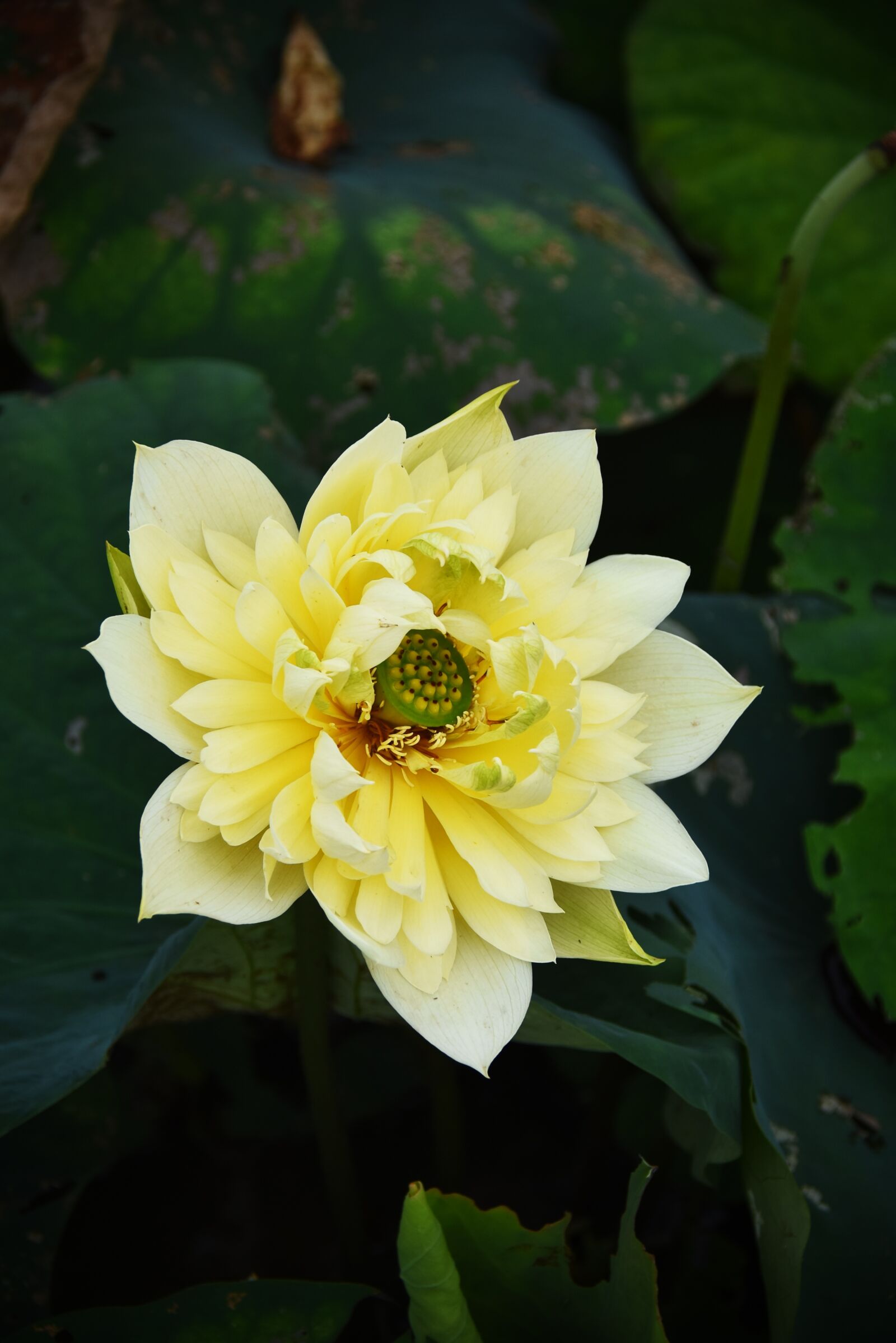 Nikon D7200 sample photo. Golden lotus, dress, outdoor photography