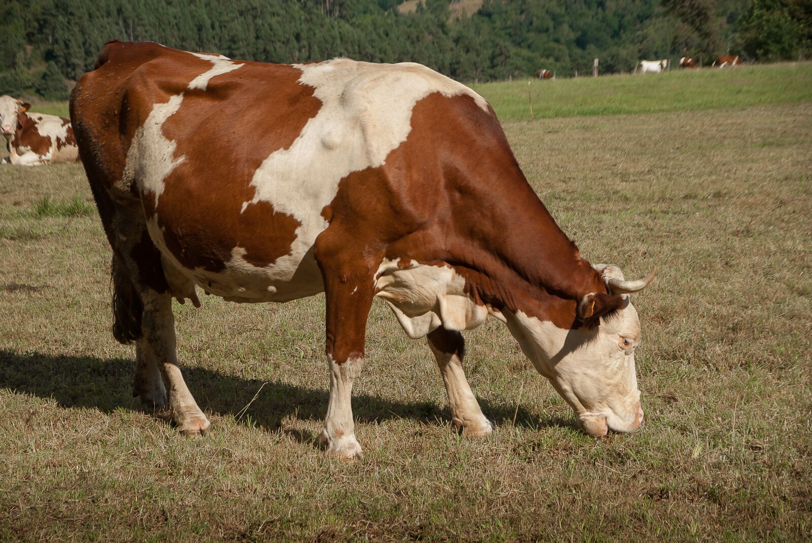 Pentax K10D sample photo. Cow, pasture, ruminant photography