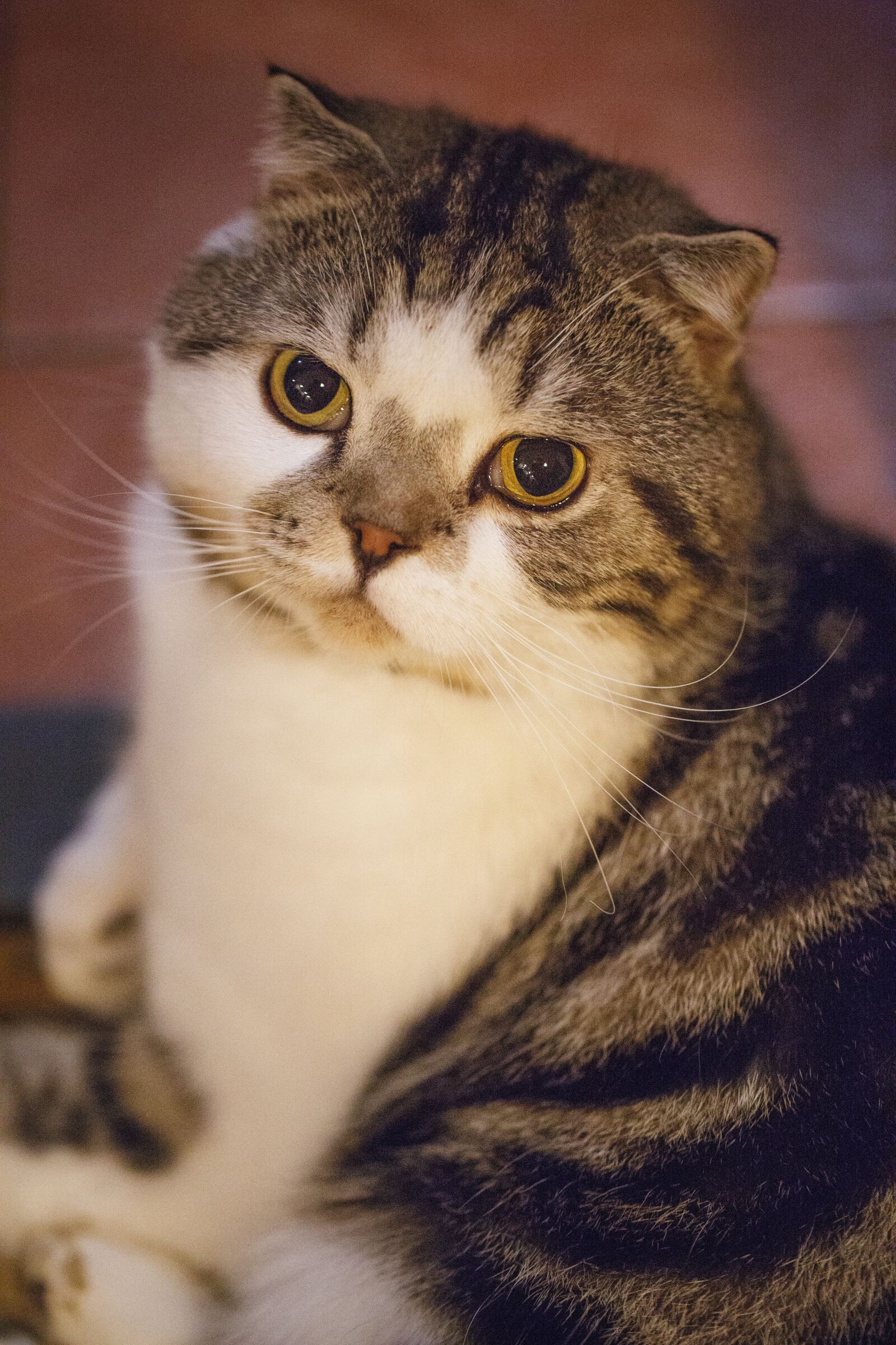 Canon EF 100mm F2.8L Macro IS USM sample photo. Animal, kitty, cute cat photography