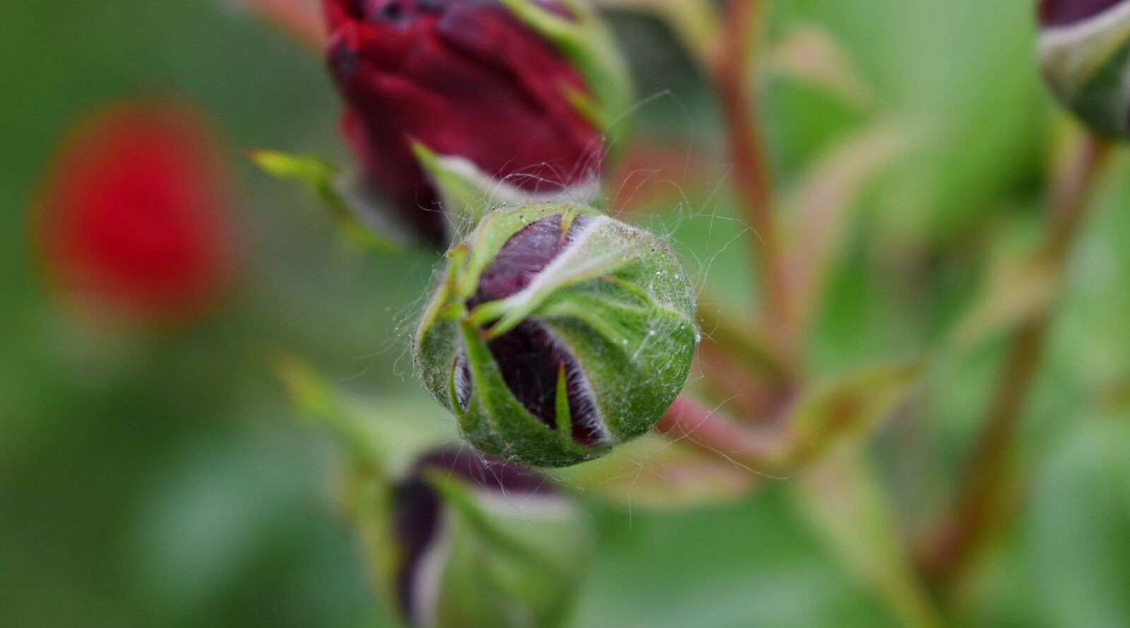 Nikon D5500 sample photo. Bud, nature, leaf, plant photography