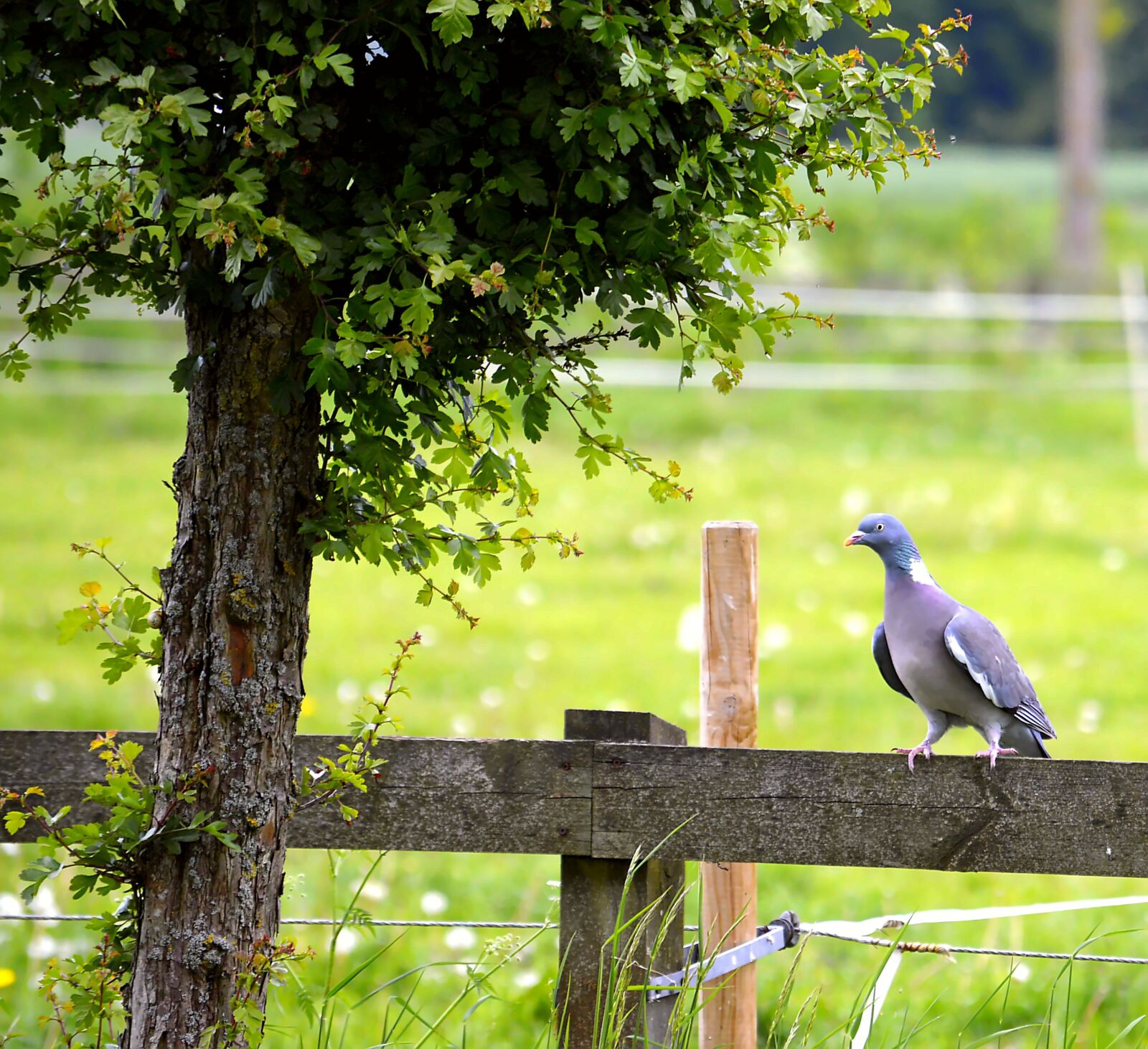 Nikon D3200 sample photo. Ringdove, tree, creature photography