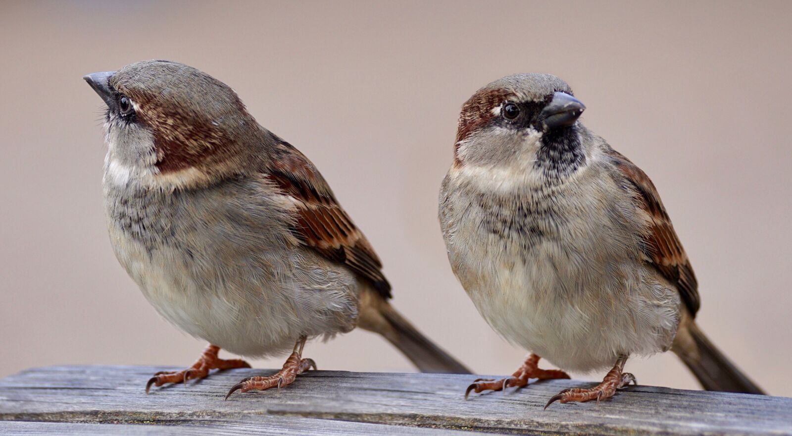 Sony DT 55-300mm F4.5-5.6 SAM sample photo. Sparrows, two, birds photography