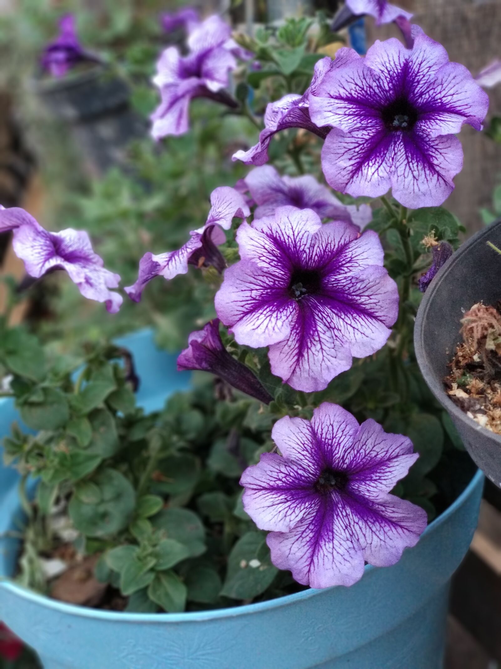 Xiaomi Mi A1 sample photo. Flower, garden, flowers photography