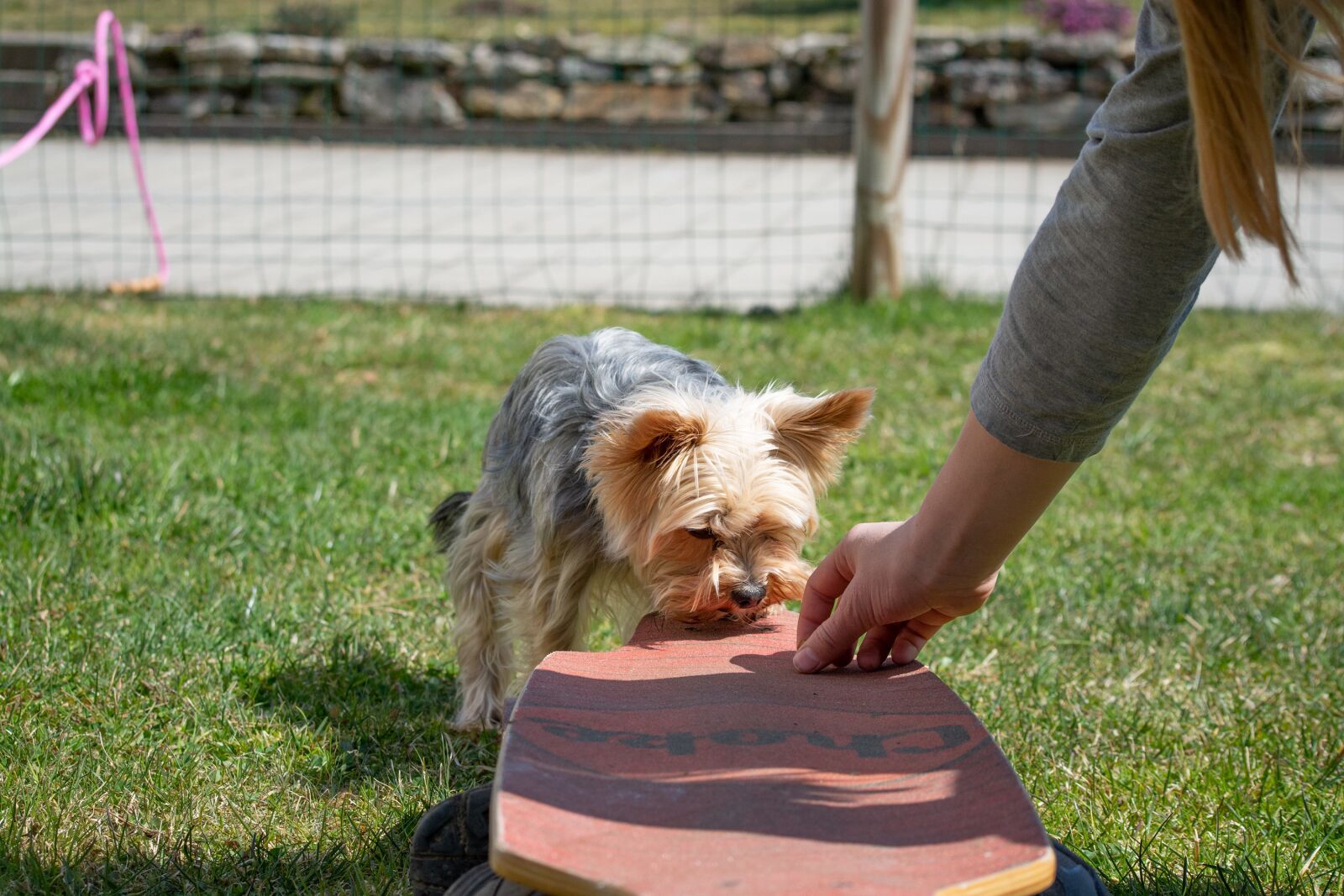 Nikon D7100 sample photo. Dog, dog training, small photography