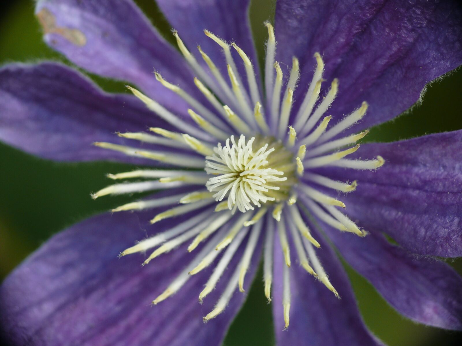 Panasonic DMC-FZ50 sample photo. Clematis, blossom, bloom photography