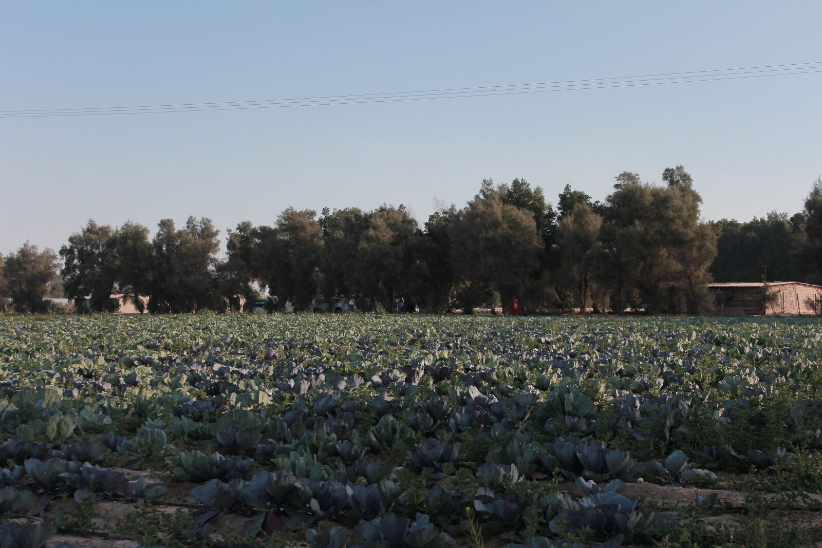 Canon EOS 60D sample photo. Field, cabbage, vegetables photography