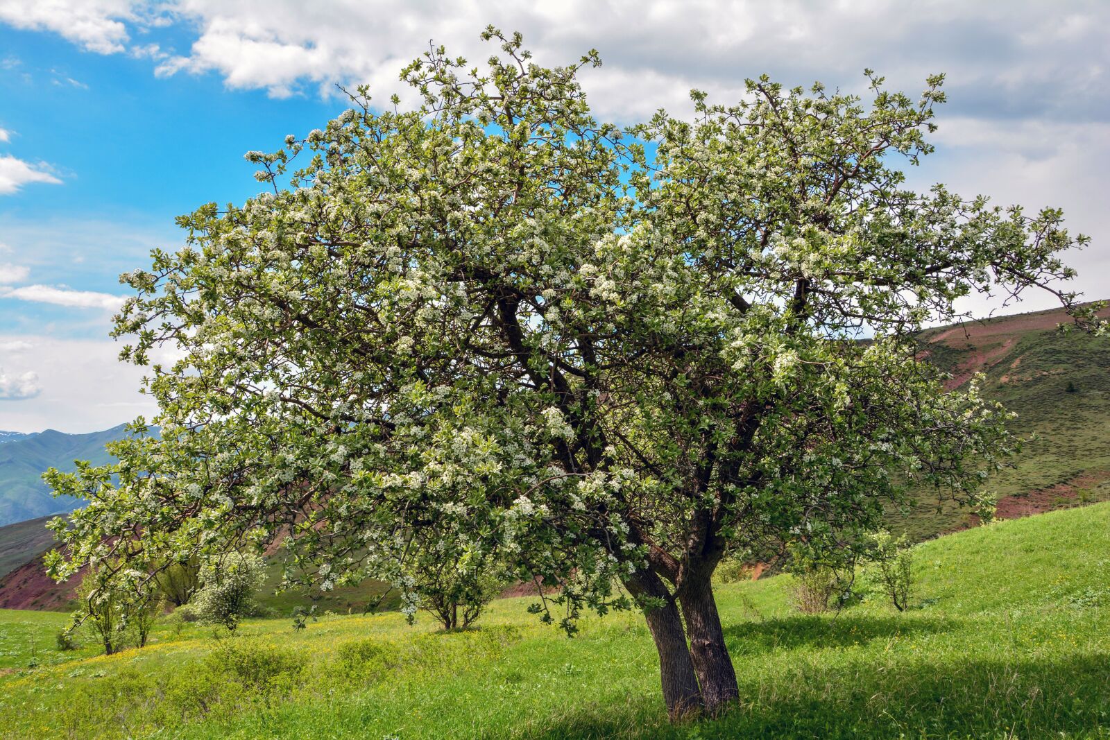 Nikon D7100 sample photo. Ahlat, pear tree, spring photography