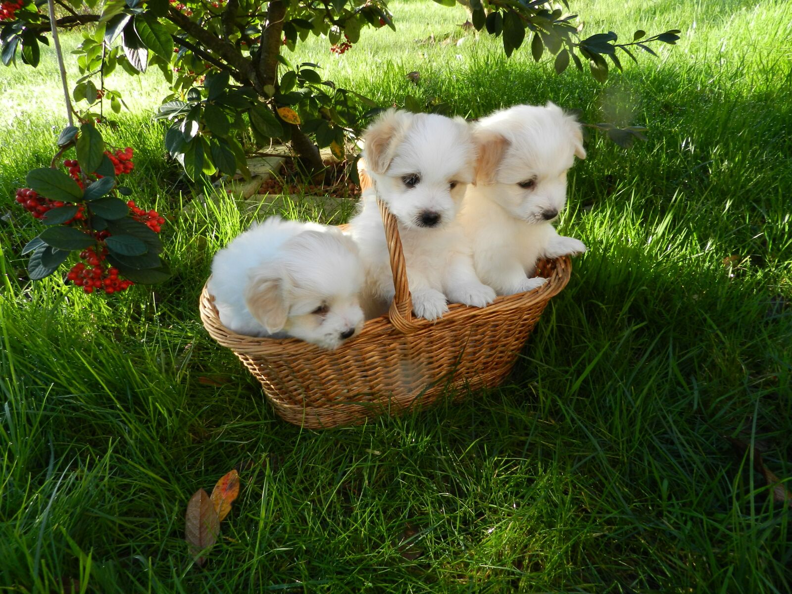 Nikon Coolpix P500 sample photo. Dog, puppy, animal photography
