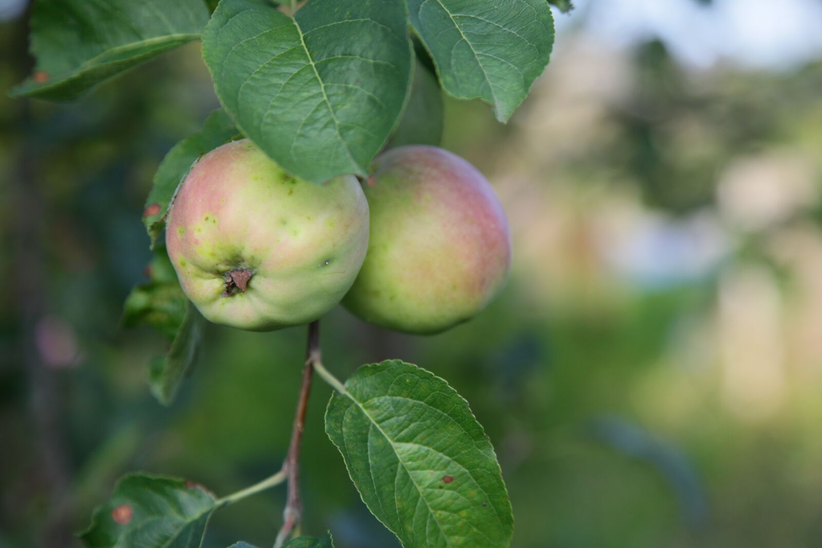 Canon EOS 5D Mark II sample photo. Apples, garden, green photography