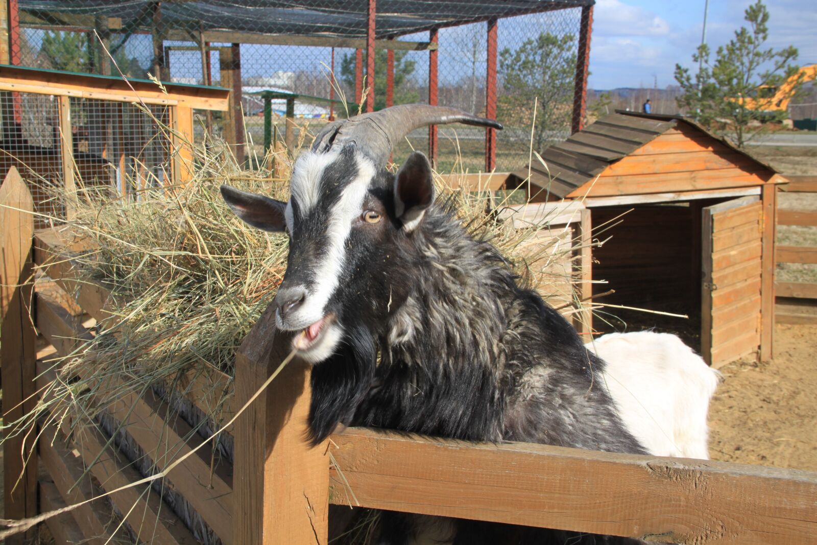 Canon EOS 500D (EOS Rebel T1i / EOS Kiss X3) sample photo. Goat, animal, nature photography