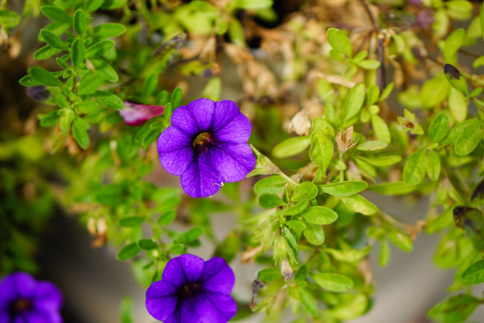 E 50mm F1.8 OSS sample photo. Purple flower, flower, leaves photography