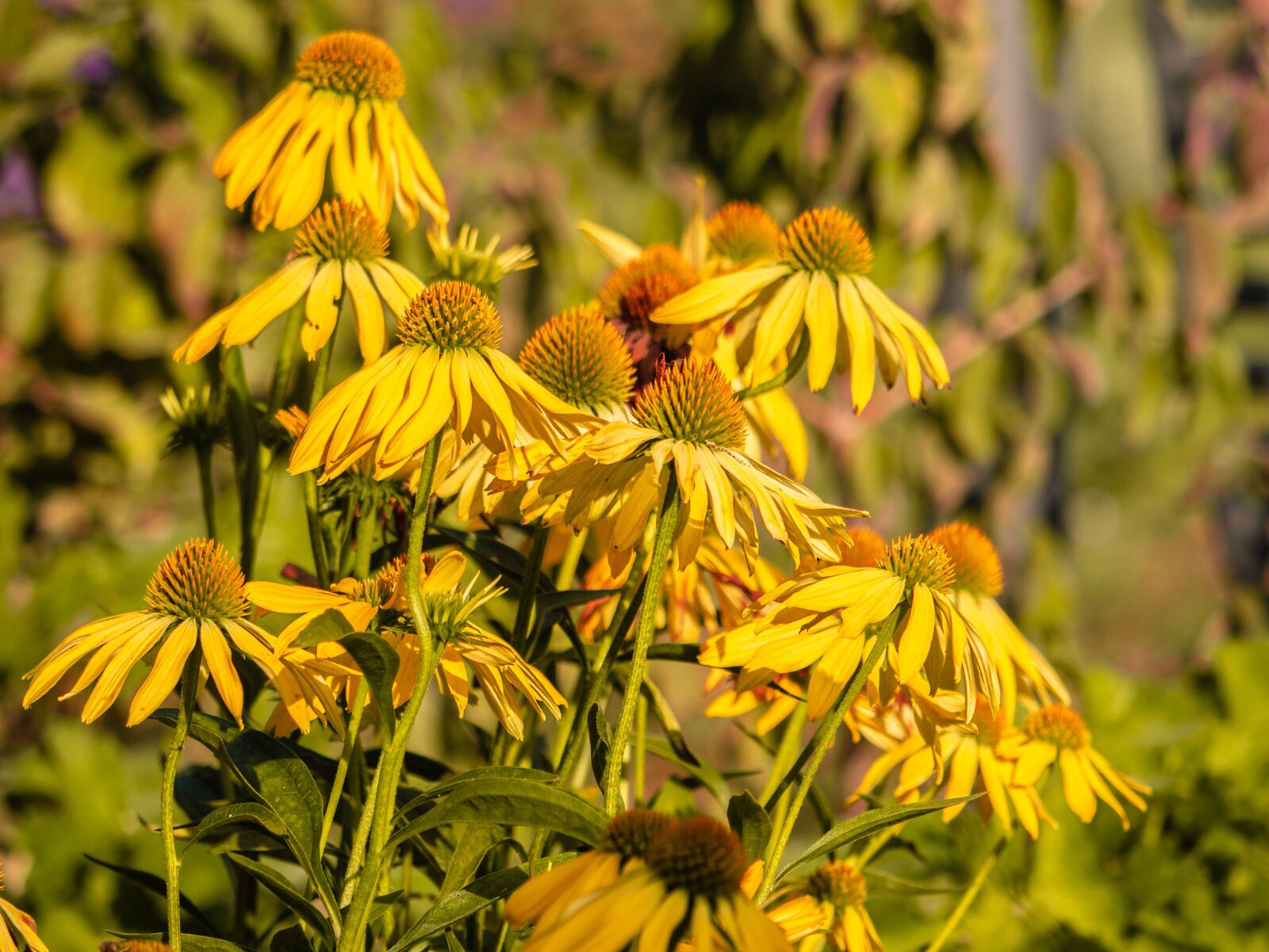 LUMIX G VARIO 100-300/F4.0-5.6II sample photo. Flowers, coneflower, garden plant photography