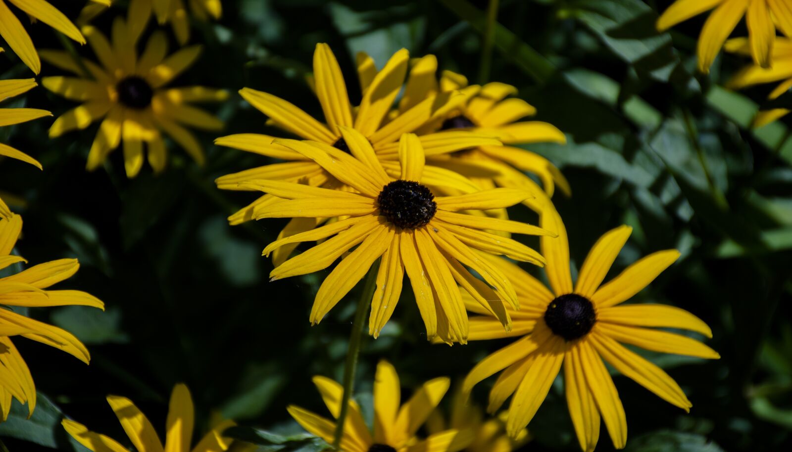 Nikon D7200 sample photo. Summer, spring, blossom photography