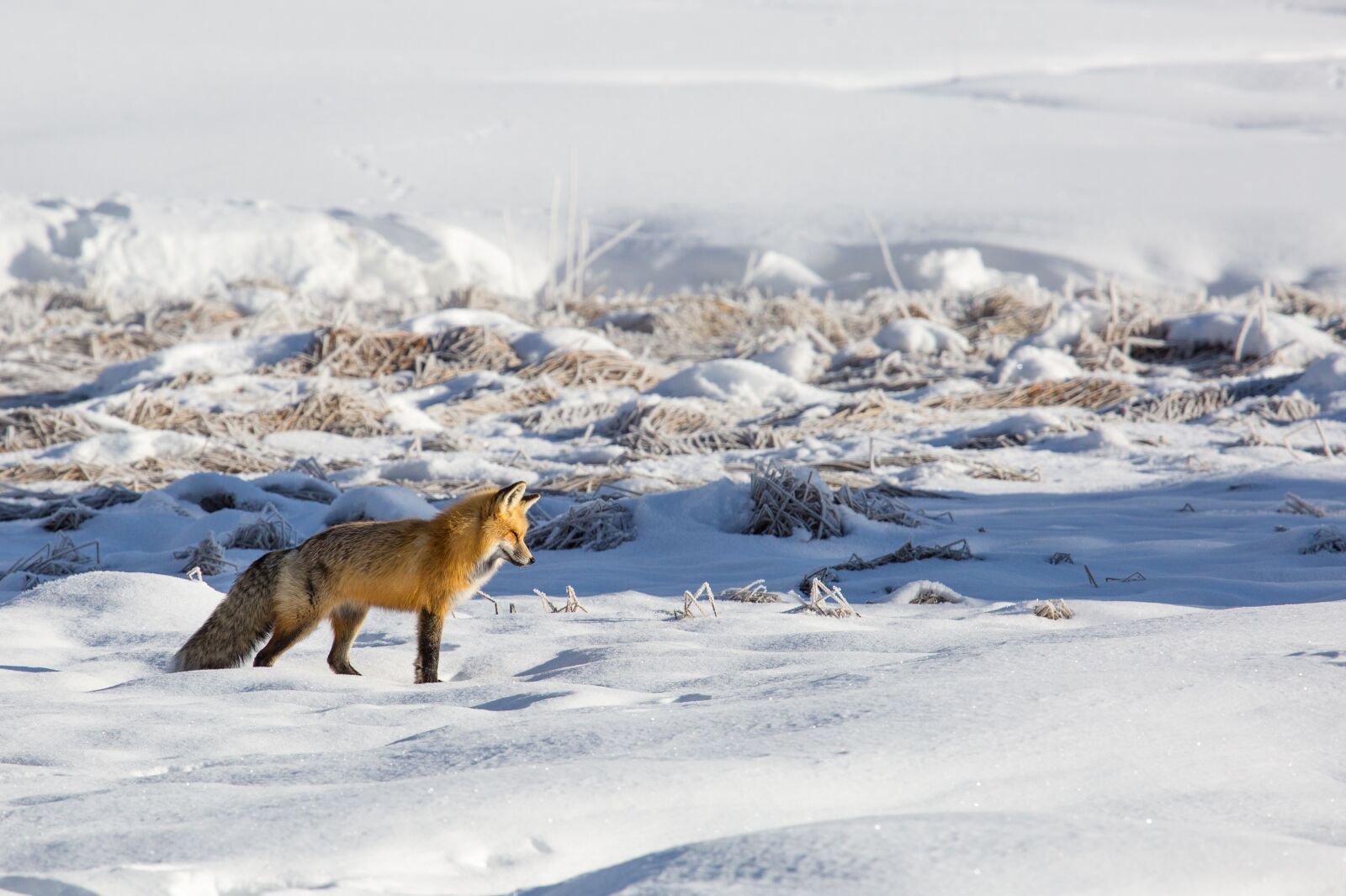 Canon EF 100-400mm F4.5-5.6L IS USM sample photo. Fox, red, lone photography